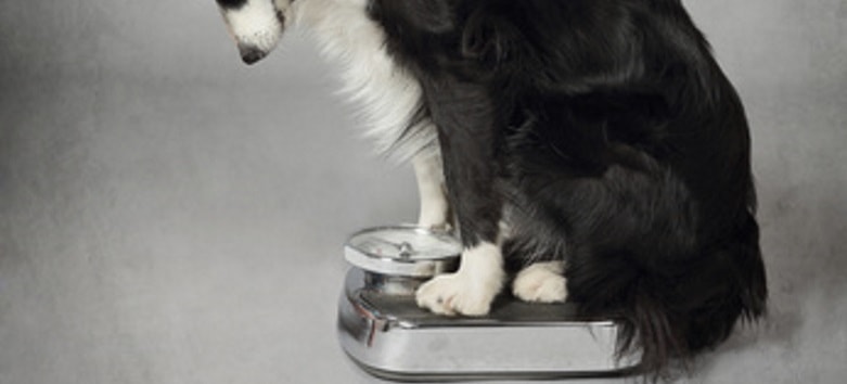 Greyhound Puppy Weight Chart