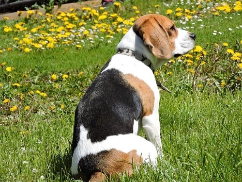 Growth Beagle Puppy Weight Chart Beagle