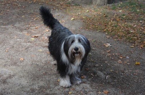 Bearded Collie Weight Chart