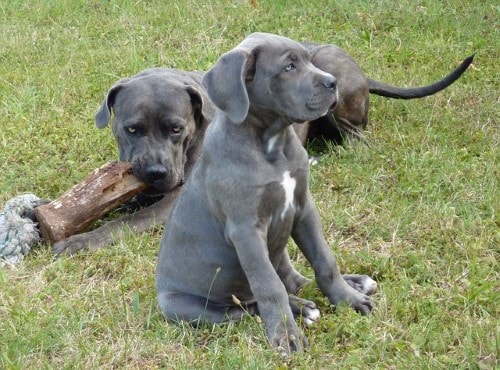 Cane Corso Growth Chart - Size Guide From Pup to Full-Grown