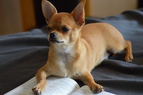 Chihuahua Weight Chart Pawfect Chihuahua Puppies
