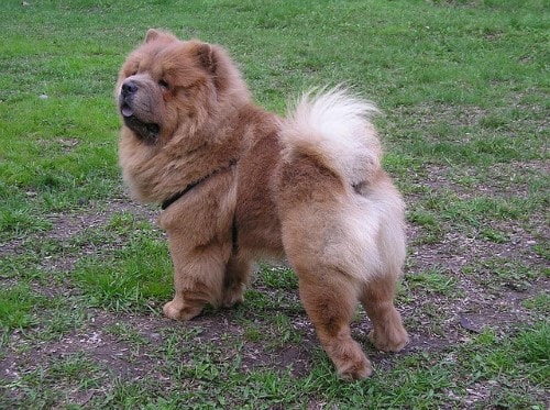 Growth Chow Chow - Puppy weight chart 