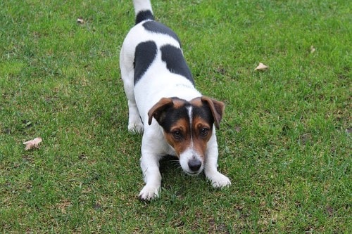 Growth Jack Russell - Puppy weight chart Jack Russell