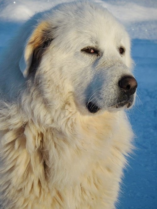 Pyrenean Mountain Dog Stock Photo By ©cynoclub 96164254, 41% OFF