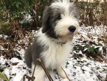 Bearded Collie Weight Chart