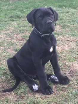 Cane Corso Puppy Growth Chart