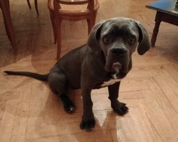 Puppy Growth Chart Olly Cane Corso Female
