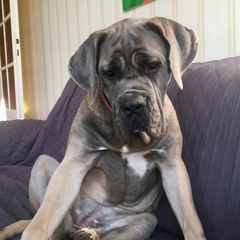 Puppy growth chart ox, Cane Corso, Female