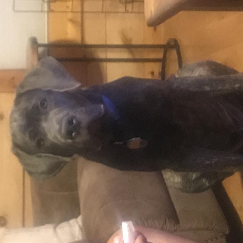 Puppy growth chart Odin, Cane Corso, Male