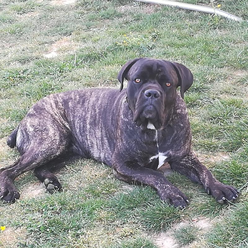 Puppy growth chart OMALEY, Cane Corso, Male